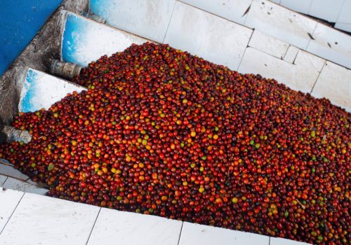 Finca Milán 1