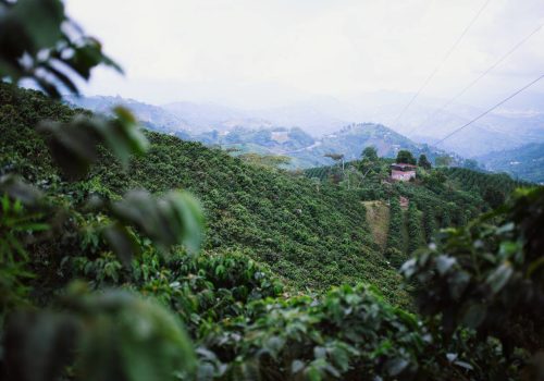 Finca Milán 8